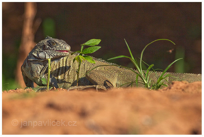 Leguán zelený (Iguana iguana) 