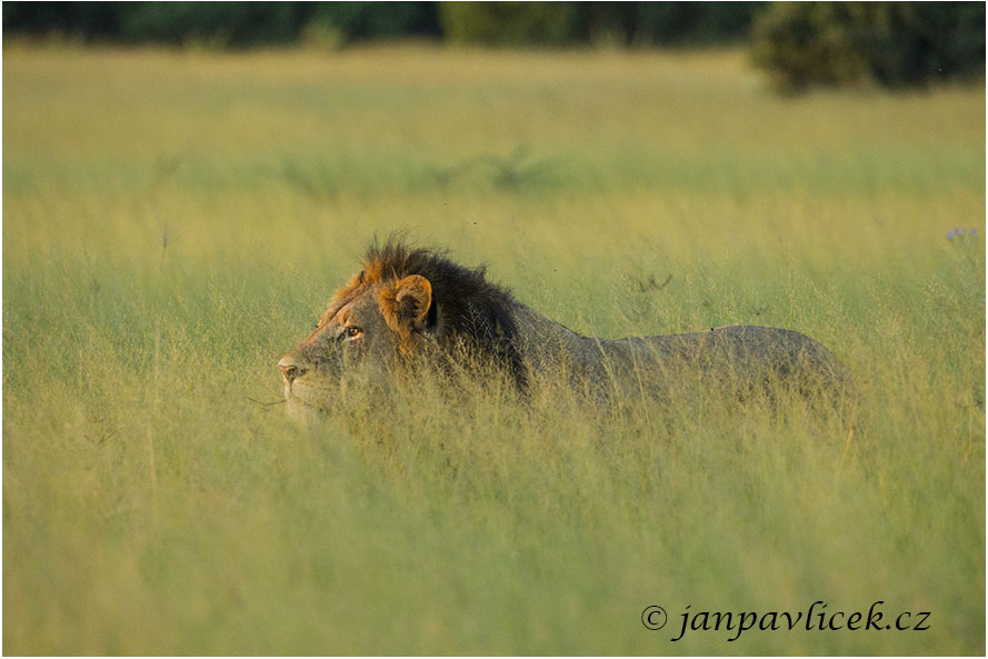 Lev pustinný ( Panthera leo )