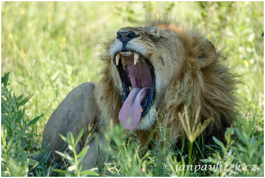 Lev pustinný ( Panthera leo )