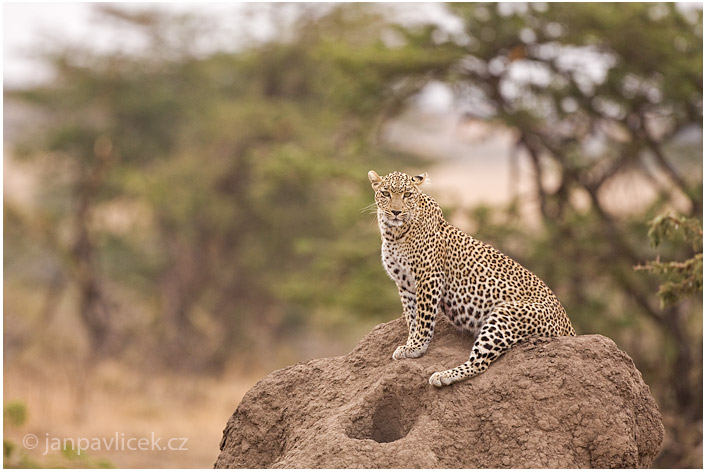 Levhart skvrnitý (Panthera pardus)