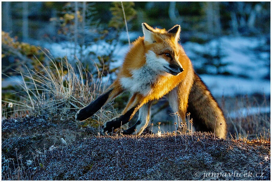 Liška obecná   (Vulpes vulpes)