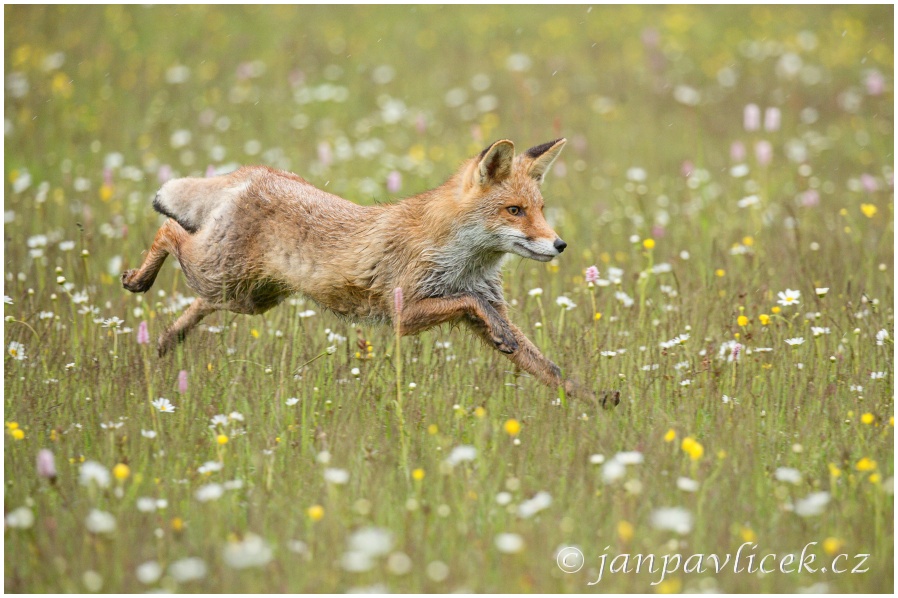 Liška obecná (Vulpes vulpes)