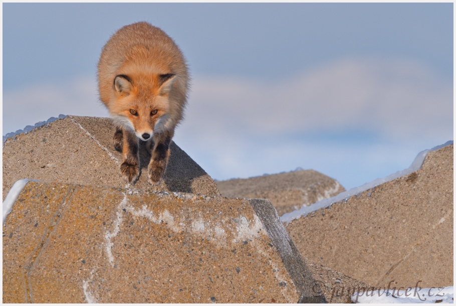 Liška obecná (Vulpes vulpes schrencki) 