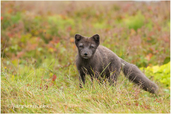 Liška polární , Vulpes lagopus - v letním šatu