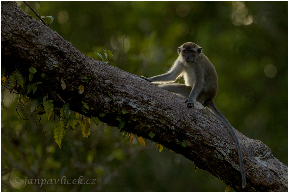 Makak jávský (Macaca fascicularis) 