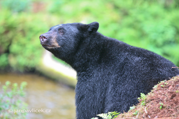 Medvěd černý (Ursus americanus)