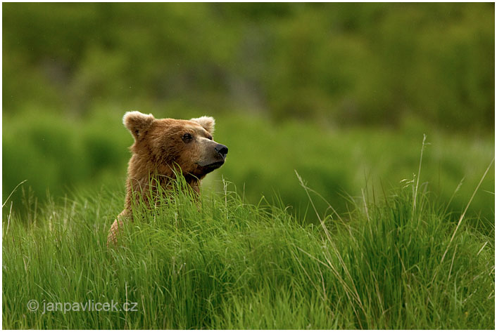 Medvěd grizzly (Ursus arctos horribilis), také:  medvěd stříbrný, medvěd hnědý severoamerický,  poddruh medvěda hnědého (Ursus arctos)