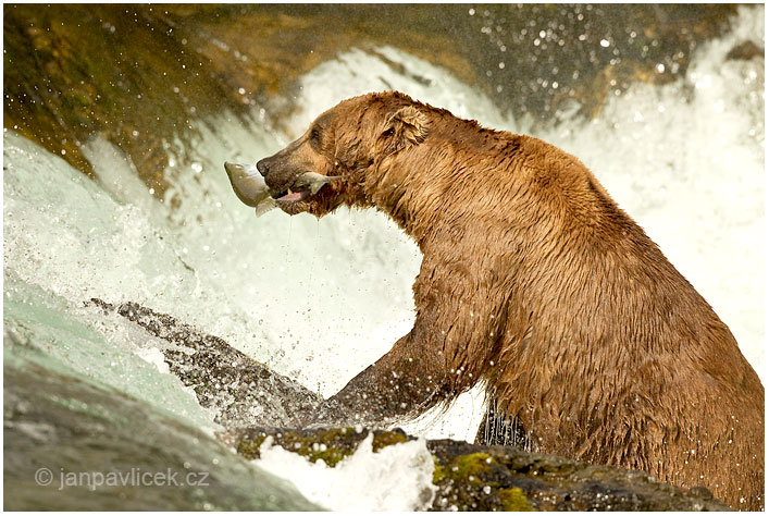 Medvěd grizzly (Ursus arctos horribilis), také:  medvěd stříbrný, medvěd hnědý severoamerický,  poddruh medvěda hnědého (Ursus arctos)