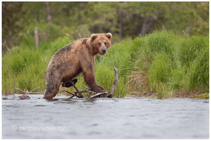 Medvěd grizzly (Ursus arctos horribilis), také:  medvěd stříbrný, medvěd hnědý severoamerický,  poddruh medvěda hnědého (Ursus arctos)