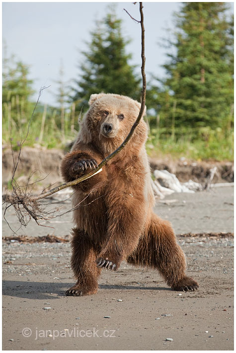Medvěd grizzly (Ursus arctos horribilis), také:  medvěd stříbrný, medvěd hnědý severoamerický,  poddruh medvěda hnědého (Ursus arctos)