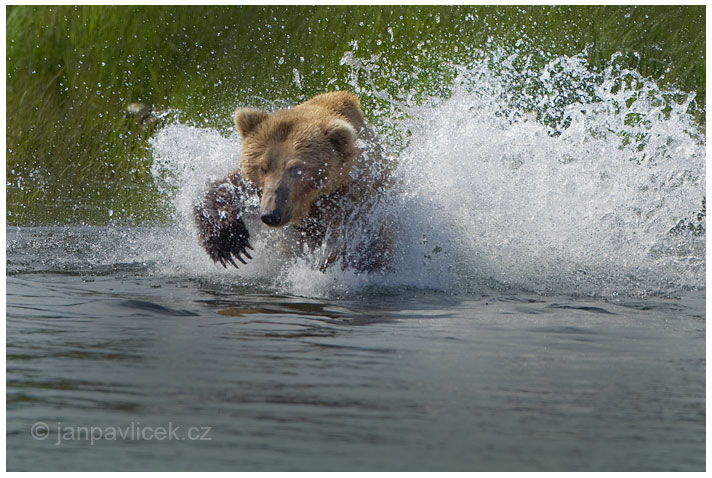 Medvěd grizzly (Ursus arctos horribilis),  také:  medvěd stříbrný, medvěd hnědý severoamerický,  poddruh medvěda hnědého (Ursus arctos) 