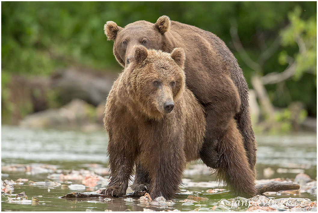 Medvěd kamčatský, páření  (Ursus arctos beringianus)