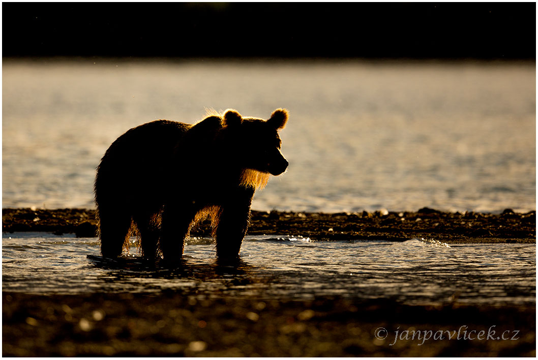 Medvěd kamčatský (Ursus arctos beringianus)