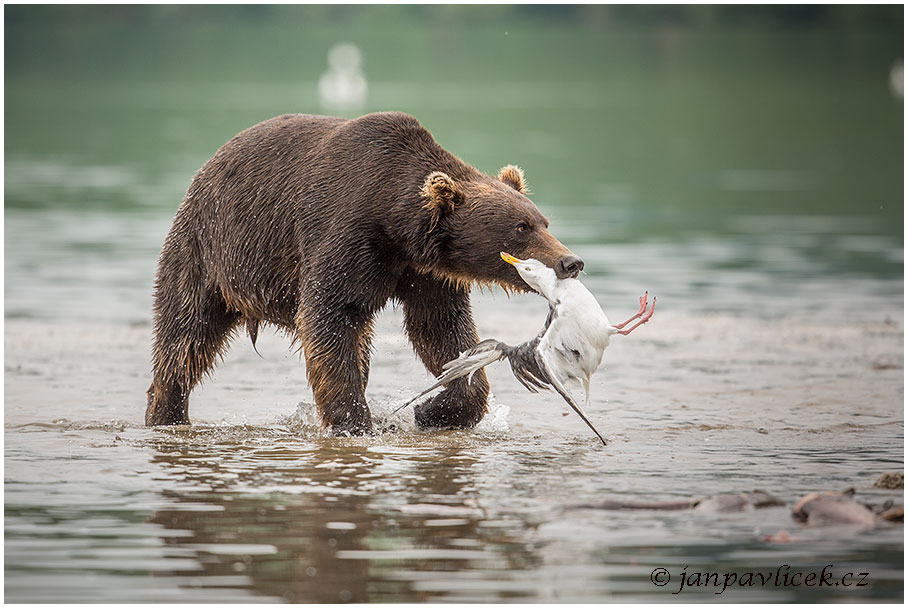 Medvěd kamčatský  (Ursus arctos beringianus)