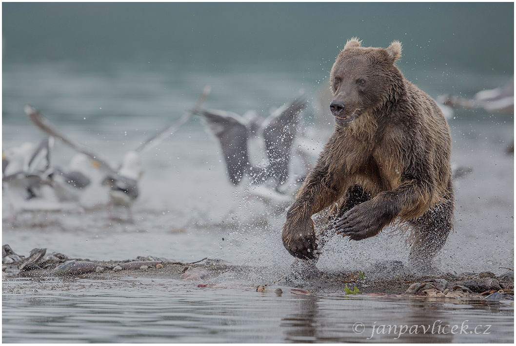 Medvěd kamčatský  (Ursus arctos beringianus)