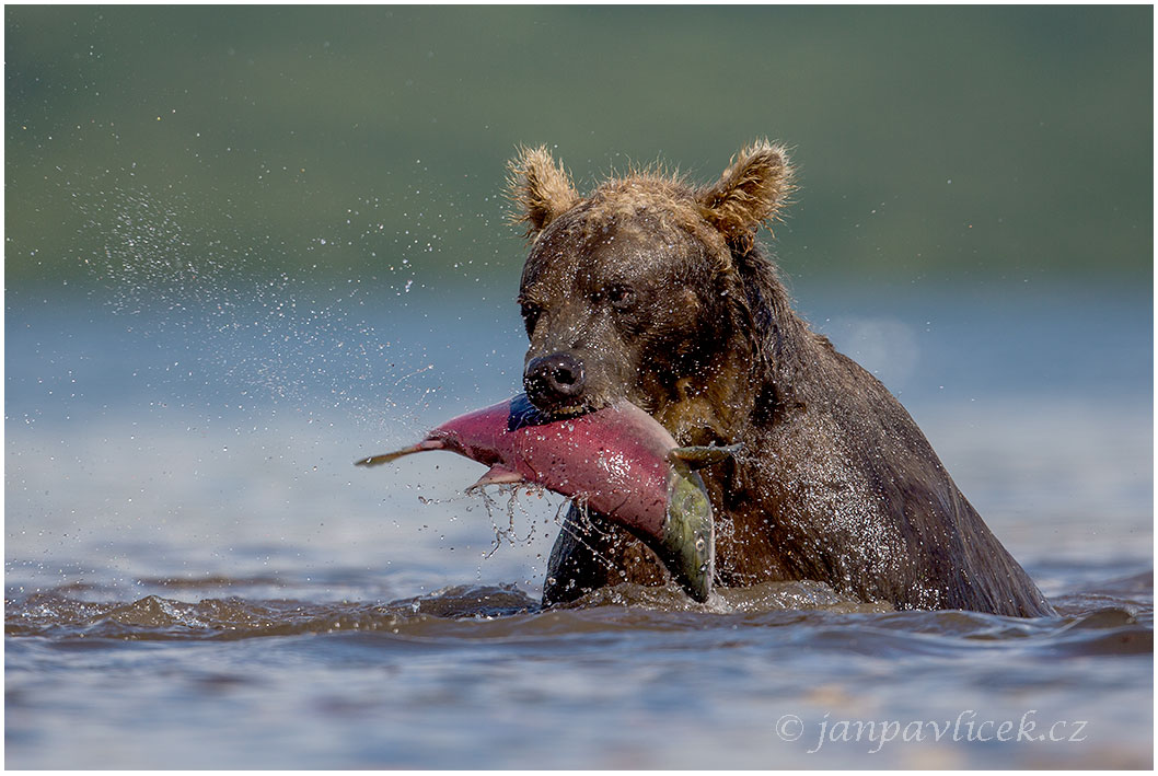 Medvěd kamčatský  (Ursus arctos beringianus)