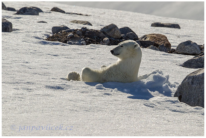 Medvěd lední,  Ursus maritimus