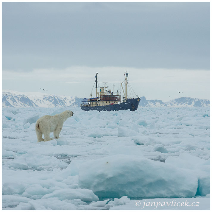 Medvěd lední,  Ursus maritimus