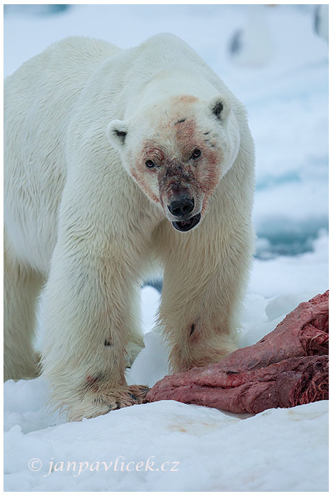 Medvěd lední,  Ursus maritimus