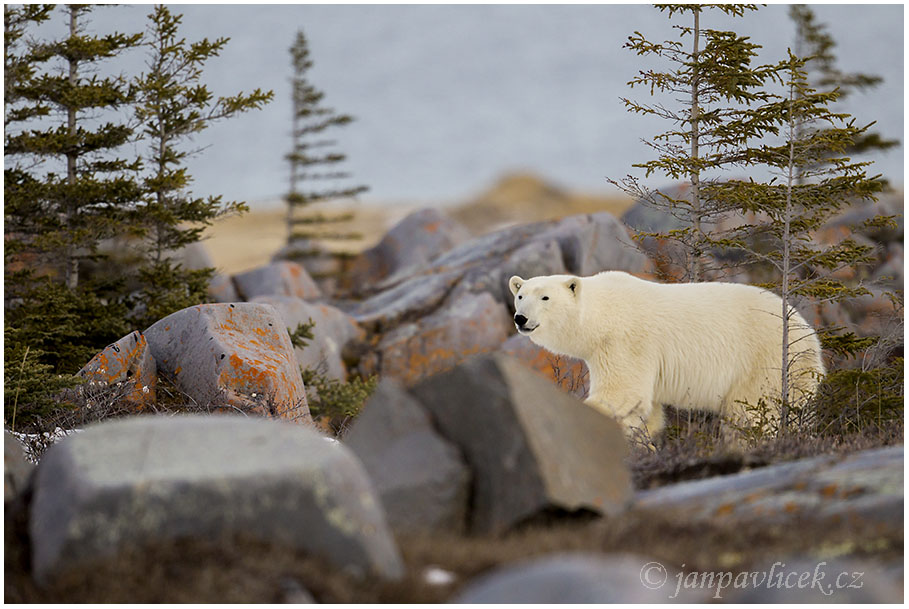 Medvěd lední (Ursus maritimus)