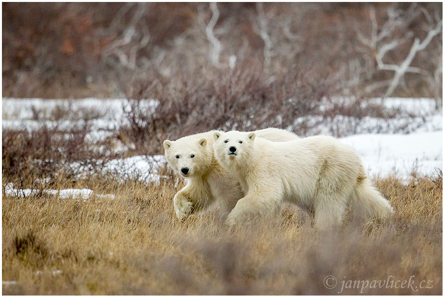 Medvěd lední (Ursus maritimus)