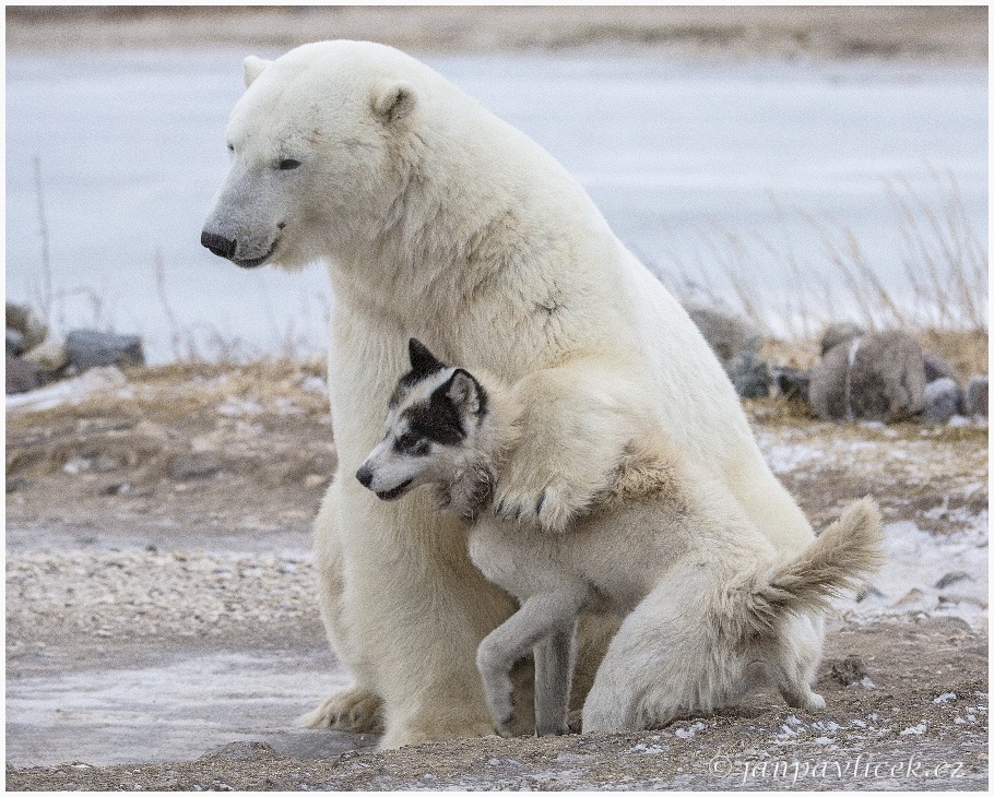 Medvěd lední (Ursus maritimus) a Kanadský eskymácký  pes (též: Qimmiq, Canadian Husky, Canadian Inuit Dog)