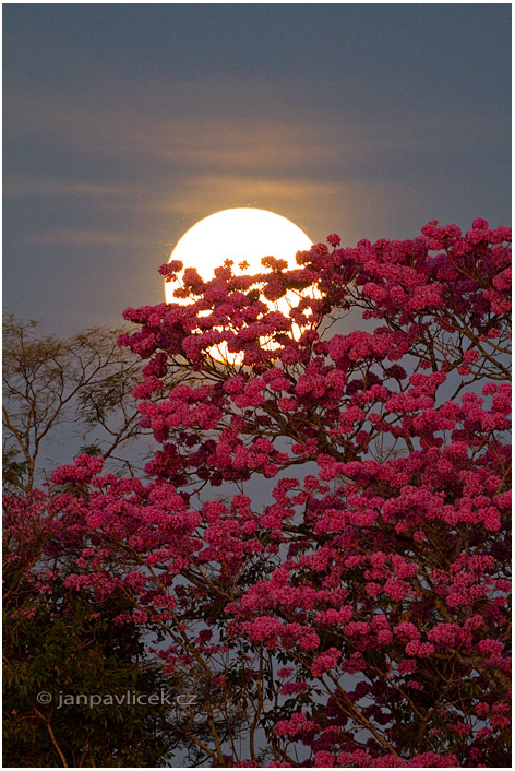 Měsíc nad Pink Trumpet Tree (Tabebuia impetiginosa)