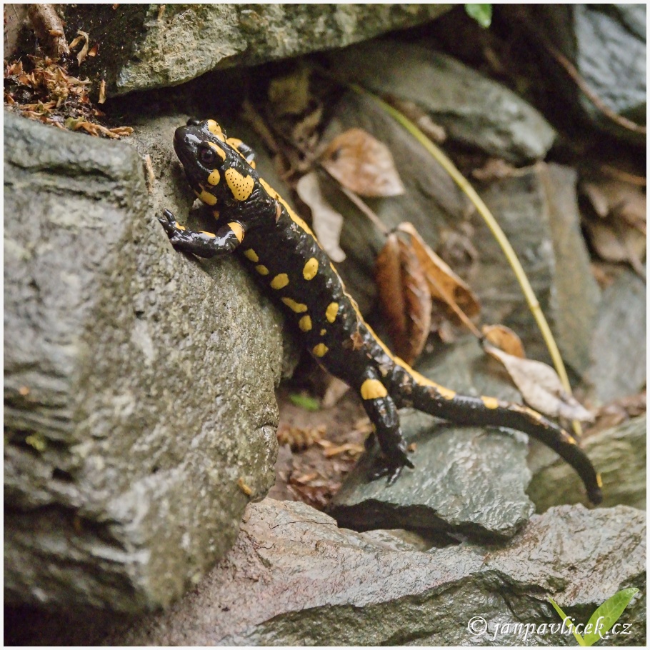 Mlok skvrnitý (Salamandra salamandra)