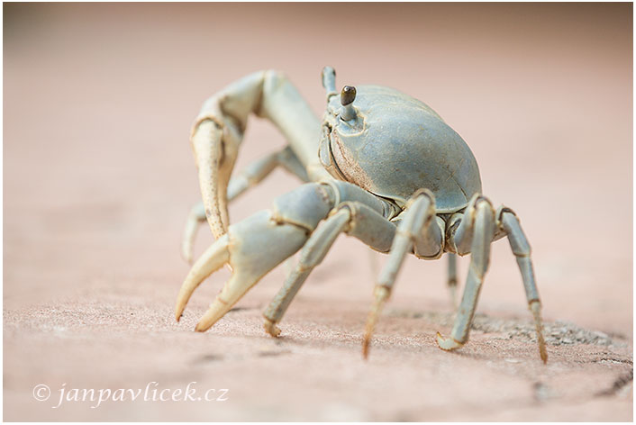 Modrý suchozemský krab  (Cardisoma guanhumi)