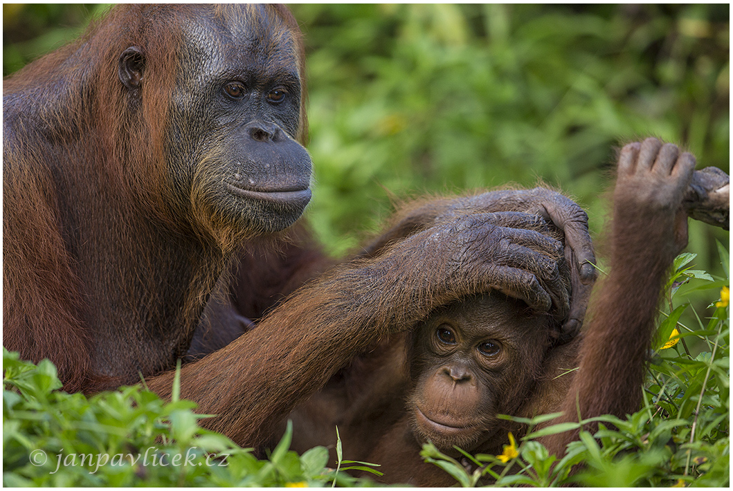 Orangutan bornejský (Pongo pygmaeus) 