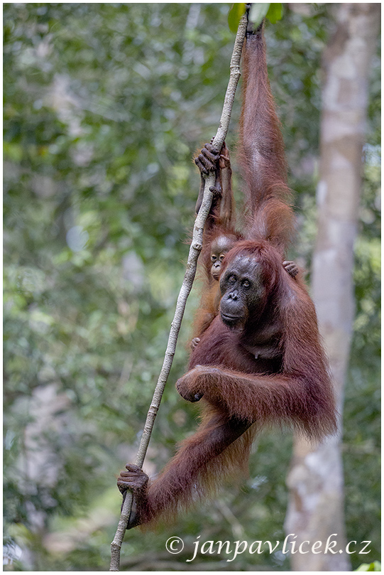 Orangutan bornejský (Pongo pygmaeus) 