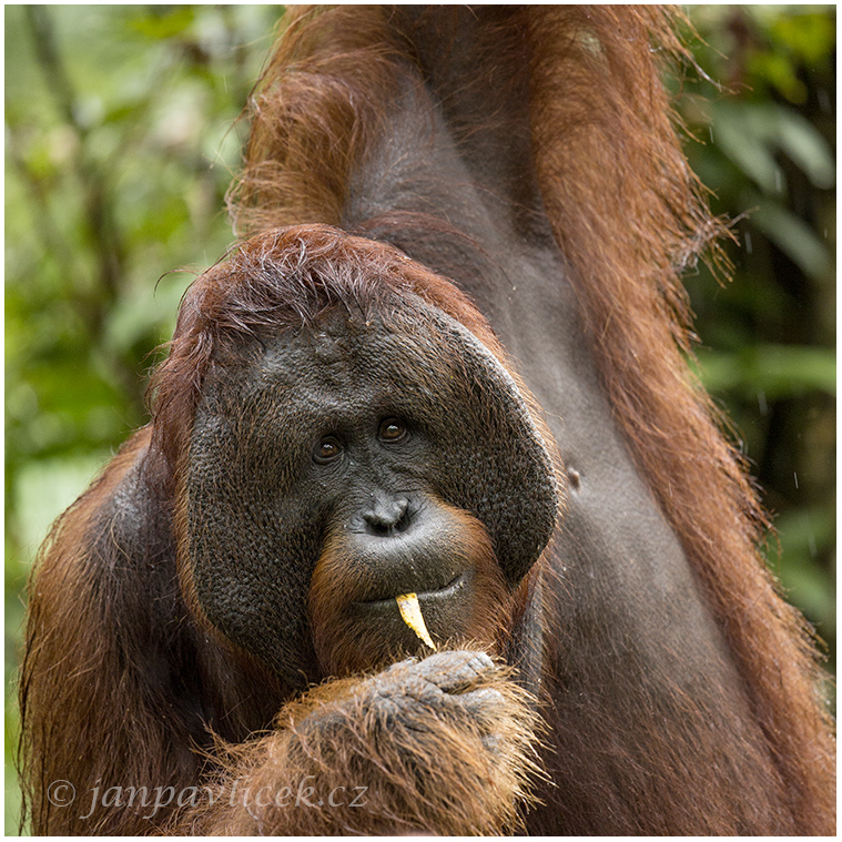 Orangutan bornejský (Pongo pygmaeus) , alfa samec