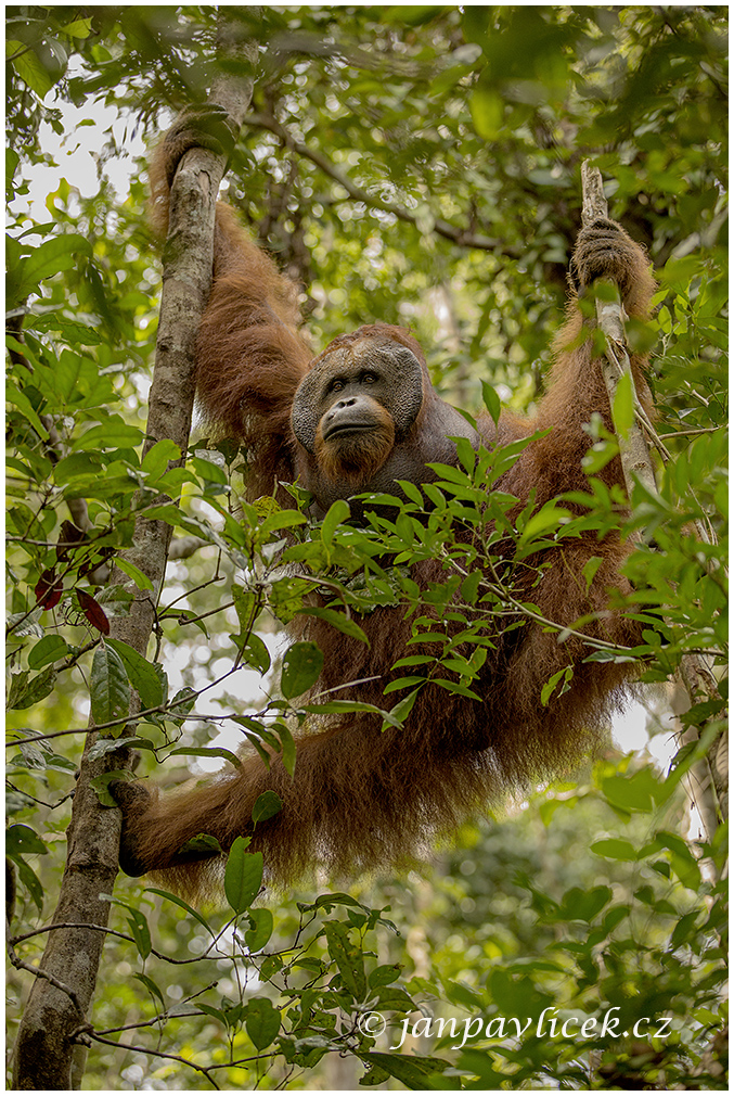 Orangutan bornejský (Pongo pygmaeus) , alfa samec
