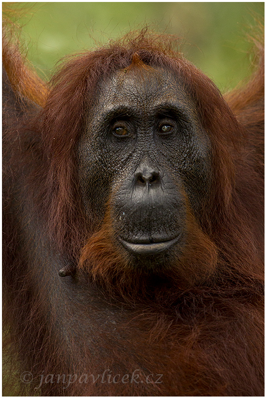Orangutan bornejský (Pongo pygmaeus) , samice