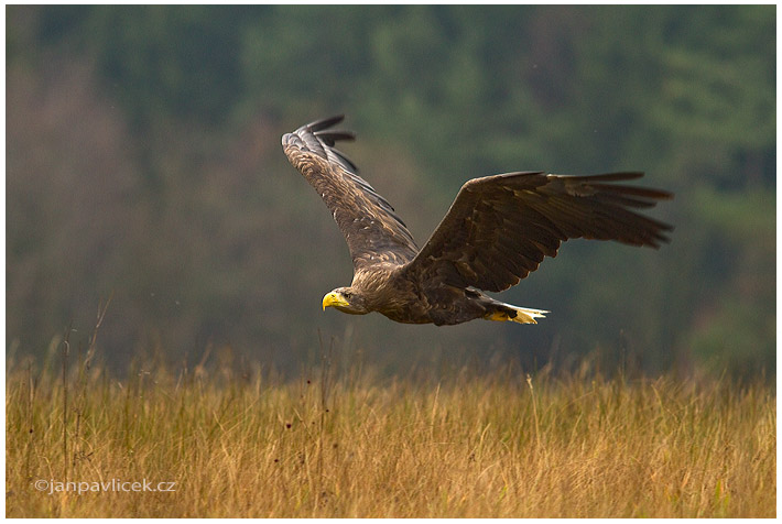 Orel mořský (Haliaeetus albicilla)