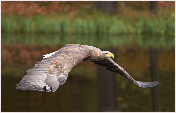 Orel mořský (Haliaeetus albicilla)