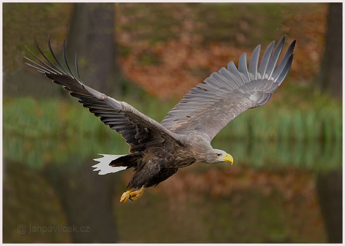 Orel mořský (Haliaeetus albicilla)