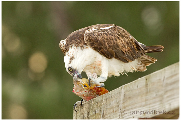 Orlovec říční (Pandion haliaetus)