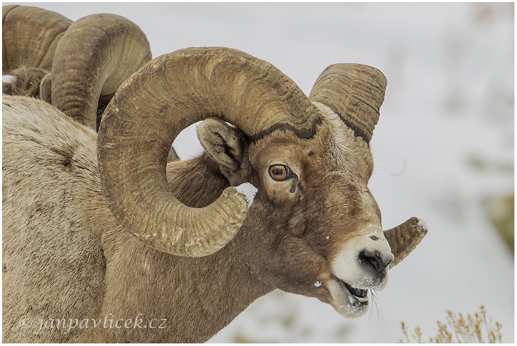 Ovce tlustorohá (Ovis canadensis)