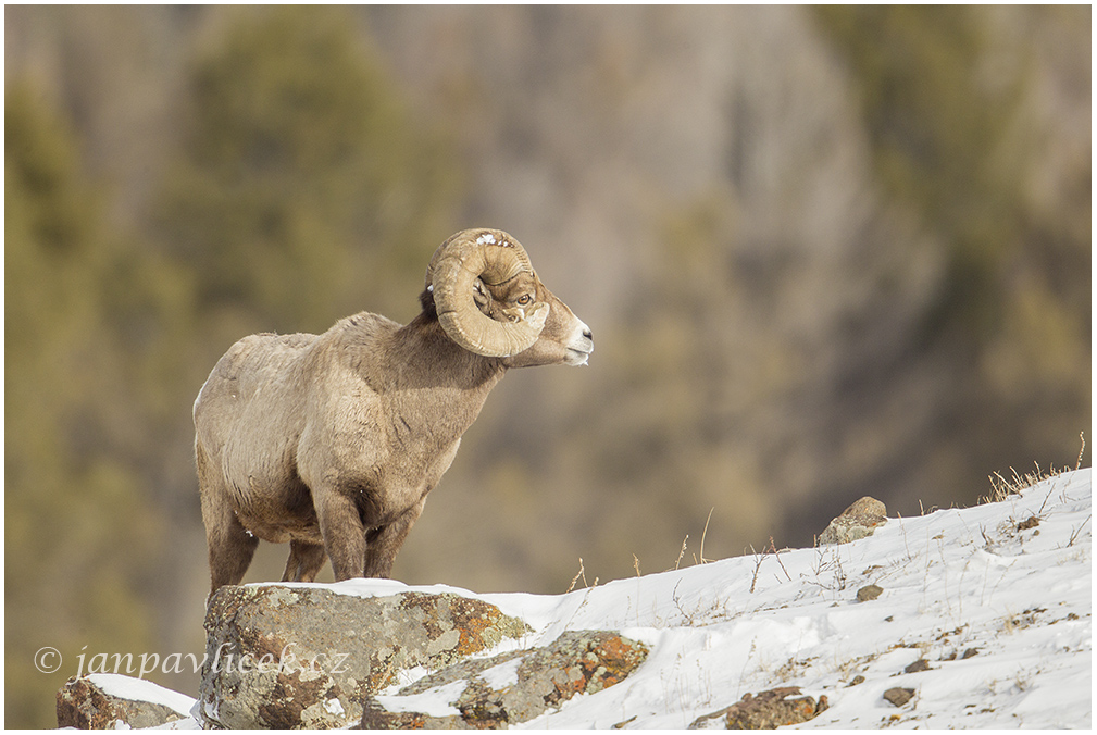 Ovce tlustorohá (Ovis canadensis)