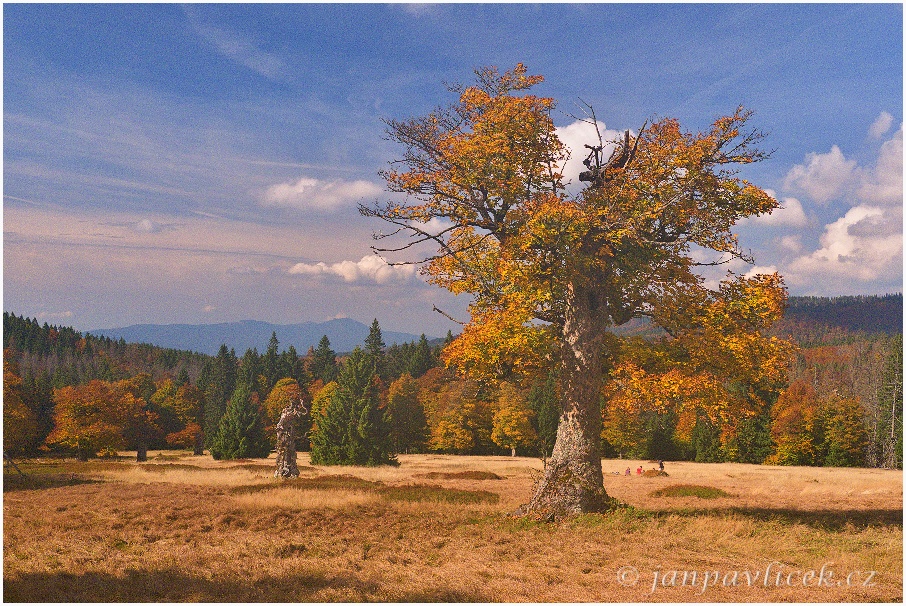 Pastviny Hochschachten (1165 m) , v pozadí Velký Javor (1 456 m)