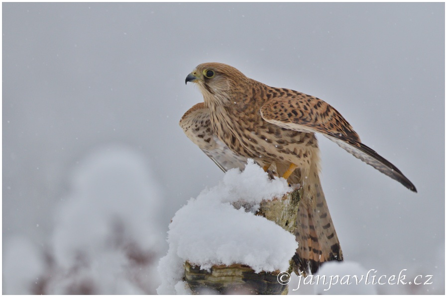 Poštolka obecná (Falco tinnunculus)