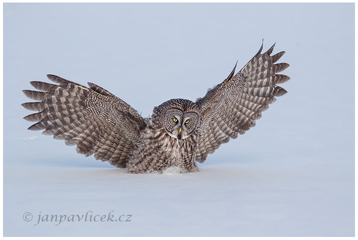 Puštík bradatý (Strix nebulosa)