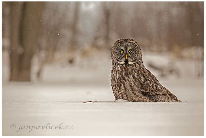 Puštík bradatý (Strix nebulosa)