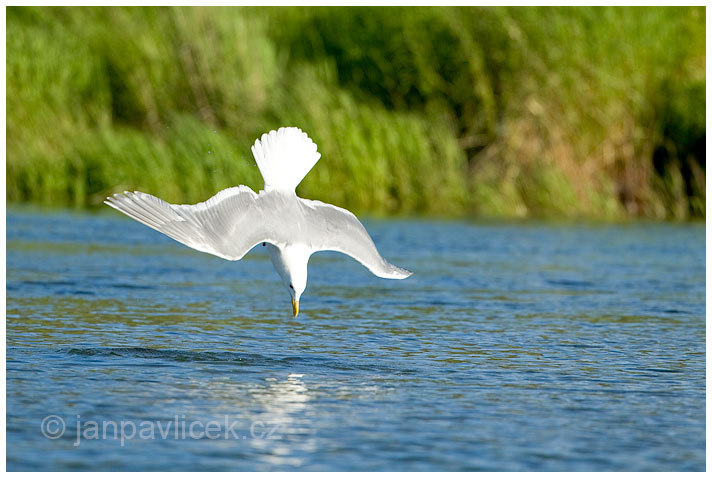 Racek šedý,  Larus hyperboreus