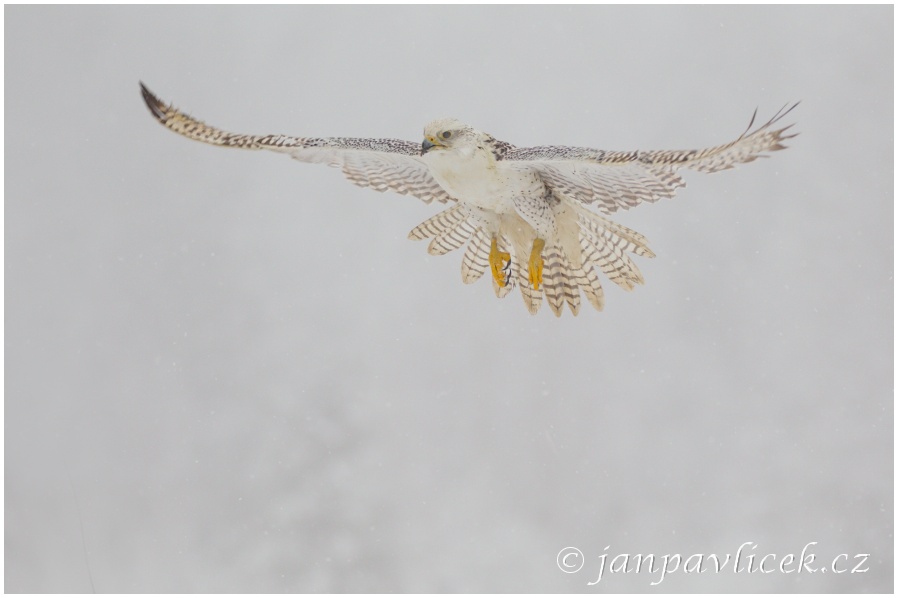 Raroh lovecký (Falco rusticolus)