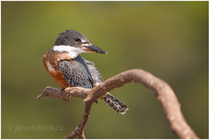 Rybařík obojkový ( Megaceryle torquata) 