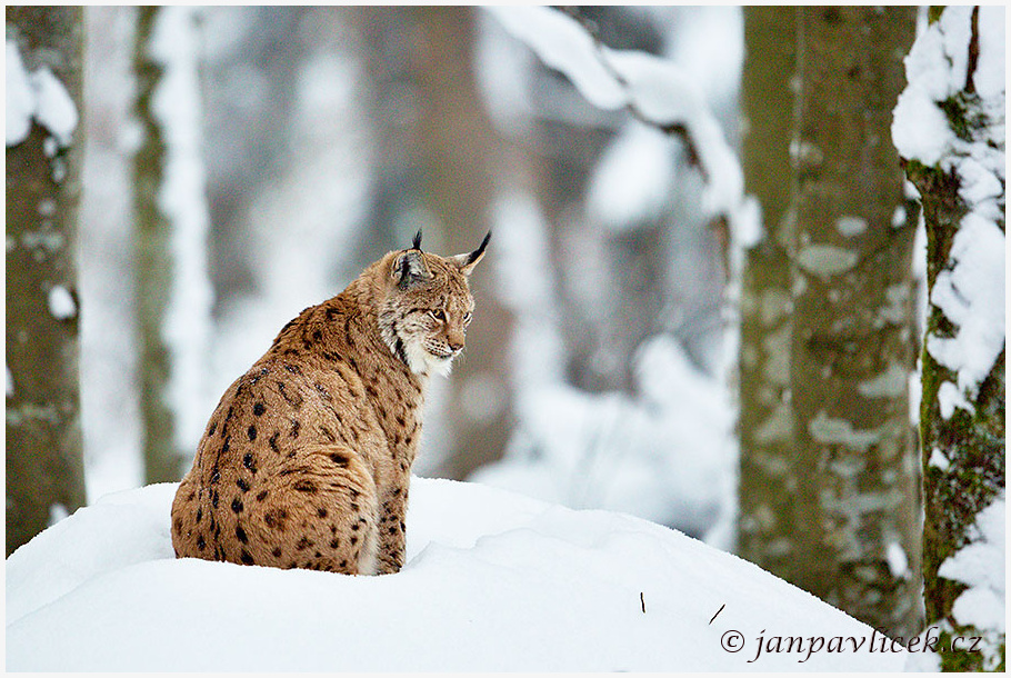 Rys ostrovid (Lynx lynx)