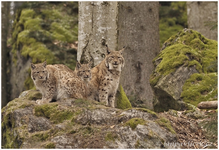 Rys ostrovid , Lynx lynx