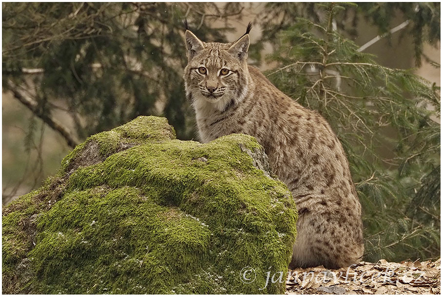 Rys ostrovid , Lynx lynx